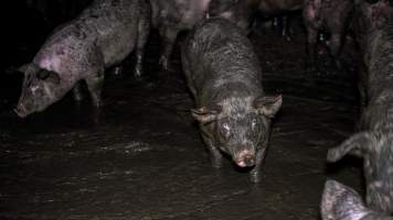 Dublin Piggery 2025 - In June 2025, investigators, acting on information from a member of the public, captured footage inside Andgar piggery in Dublin, South Australia.
The footage shows pigs living alongside the decomposing bodies of hundreds of dead pigs, with some becoming stuck in a giant pile of corpses.
Other footage from the same piggery shows pigs in 'eco sheds' on the property, which are sheds with two or three walls, with at least one side open to the elements. The pigs in these sheds are seen wading through mud and waste, which is often so deep that they are forced to swim. Some pigs had drowned in these sheds, likely after becoming stuck.
Pigs were filmed with massive, necrotic wounds where infection had eaten through skin down to the bone. One pig had a hole in their back that was roughly 10cm in diameter and packed with straw, mud and faeces. Piglets were also found living amongst the dead and rotting bodies of their littermates.
These visits took place over a month after this farm had been reported to the RSPCA by a member of the public, who was so horrified by the conditions that they knew they had to act.
- Captured at Dublin Piggery, Dublin SA Australia.