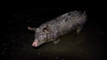 Dublin Piggery 2025 - In June 2025, investigators, acting on information from a member of the public, captured footage inside Andgar piggery in Dublin, South Australia.
The footage shows pigs living alongside the decomposing bodies of hundreds of dead pigs, with some becoming stuck in a giant pile of corpses.
Other footage from the same piggery shows pigs in 'eco sheds' on the property, which are sheds with two or three walls, with at least one side open to the elements. The pigs in these sheds are seen wading through mud and waste, which is often so deep that they are forced to swim. Some pigs had drowned in these sheds, likely after becoming stuck.
Pigs were filmed with massive, necrotic wounds where infection had eaten through skin down to the bone. One pig had a hole in their back that was roughly 10cm in diameter and packed with straw, mud and faeces. Piglets were also found living amongst the dead and rotting bodies of their littermates.
These visits took place over a month after this farm had been reported to the RSPCA by a member of the public, who was so horrified by the conditions that they knew they had to act.
- Captured at Dublin Piggery, Dublin SA Australia.