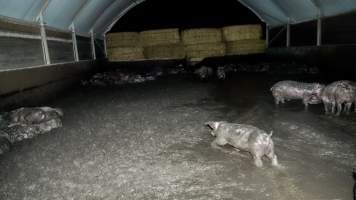 Dublin Piggery 2025 - In June 2025, investigators, acting on information from a member of the public, captured footage inside Andgar piggery in Dublin, South Australia.
The footage shows pigs living alongside the decomposing bodies of hundreds of dead pigs, with some becoming stuck in a giant pile of corpses.
Other footage from the same piggery shows pigs in 'eco sheds' on the property, which are sheds with two or three walls, with at least one side open to the elements. The pigs in these sheds are seen wading through mud and waste, which is often so deep that they are forced to swim. Some pigs had drowned in these sheds, likely after becoming stuck.
Pigs were filmed with massive, necrotic wounds where infection had eaten through skin down to the bone. One pig had a hole in their back that was roughly 10cm in diameter and packed with straw, mud and faeces. Piglets were also found living amongst the dead and rotting bodies of their littermates.
These visits took place over a month after this farm had been reported to the RSPCA by a member of the public, who was so horrified by the conditions that they knew they had to act.
- Captured at Dublin Piggery, Dublin SA Australia.