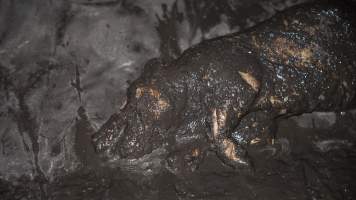 Dublin Piggery 2025 - In June 2025, investigators, acting on information from a member of the public, captured footage inside Andgar piggery in Dublin, South Australia.
The footage shows pigs living alongside the decomposing bodies of hundreds of dead pigs, with some becoming stuck in a giant pile of corpses.
Other footage from the same piggery shows pigs in 'eco sheds' on the property, which are sheds with two or three walls, with at least one side open to the elements. The pigs in these sheds are seen wading through mud and waste, which is often so deep that they are forced to swim. Some pigs had drowned in these sheds, likely after becoming stuck.
Pigs were filmed with massive, necrotic wounds where infection had eaten through skin down to the bone. One pig had a hole in their back that was roughly 10cm in diameter and packed with straw, mud and faeces. Piglets were also found living amongst the dead and rotting bodies of their littermates.
These visits took place over a month after this farm had been reported to the RSPCA by a member of the public, who was so horrified by the conditions that they knew they had to act.
- Captured at Dublin Piggery, Dublin SA Australia.