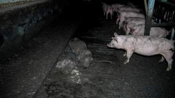 Dublin Piggery 2025 - In June 2025, investigators, acting on information from a member of the public, captured footage inside Andgar piggery in Dublin, South Australia.
The footage shows pigs living alongside the decomposing bodies of hundreds of dead pigs, with some becoming stuck in a giant pile of corpses.
Other footage from the same piggery shows pigs in 'eco sheds' on the property, which are sheds with two or three walls, with at least one side open to the elements. The pigs in these sheds are seen wading through mud and waste, which is often so deep that they are forced to swim. Some pigs had drowned in these sheds, likely after becoming stuck.
Pigs were filmed with massive, necrotic wounds where infection had eaten through skin down to the bone. One pig had a hole in their back that was roughly 10cm in diameter and packed with straw, mud and faeces. Piglets were also found living amongst the dead and rotting bodies of their littermates.
These visits took place over a month after this farm had been reported to the RSPCA by a member of the public, who was so horrified by the conditions that they knew they had to act.
- Captured at Dublin Piggery, Dublin SA Australia.