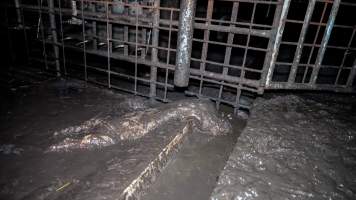 Dublin Piggery 2025 - In June 2025, investigators, acting on information from a member of the public, captured footage inside Andgar piggery in Dublin, South Australia.
The footage shows pigs living alongside the decomposing bodies of hundreds of dead pigs, with some becoming stuck in a giant pile of corpses.
Other footage from the same piggery shows pigs in 'eco sheds' on the property, which are sheds with two or three walls, with at least one side open to the elements. The pigs in these sheds are seen wading through mud and waste, which is often so deep that they are forced to swim. Some pigs had drowned in these sheds, likely after becoming stuck.
Pigs were filmed with massive, necrotic wounds where infection had eaten through skin down to the bone. One pig had a hole in their back that was roughly 10cm in diameter and packed with straw, mud and faeces. Piglets were also found living amongst the dead and rotting bodies of their littermates.
These visits took place over a month after this farm had been reported to the RSPCA by a member of the public, who was so horrified by the conditions that they knew they had to act.
- Captured at Dublin Piggery, Dublin SA Australia.