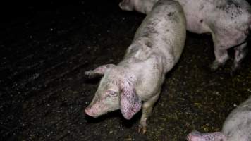 Dublin Piggery 2025 - In June 2025, investigators, acting on information from a member of the public, captured footage inside Andgar piggery in Dublin, South Australia.
The footage shows pigs living alongside the decomposing bodies of hundreds of dead pigs, with some becoming stuck in a giant pile of corpses.
Other footage from the same piggery shows pigs in 'eco sheds' on the property, which are sheds with two or three walls, with at least one side open to the elements. The pigs in these sheds are seen wading through mud and waste, which is often so deep that they are forced to swim. Some pigs had drowned in these sheds, likely after becoming stuck.
Pigs were filmed with massive, necrotic wounds where infection had eaten through skin down to the bone. One pig had a hole in their back that was roughly 10cm in diameter and packed with straw, mud and faeces. Piglets were also found living amongst the dead and rotting bodies of their littermates.
These visits took place over a month after this farm had been reported to the RSPCA by a member of the public, who was so horrified by the conditions that they knew they had to act.
- Captured at Dublin Piggery, Dublin SA Australia.