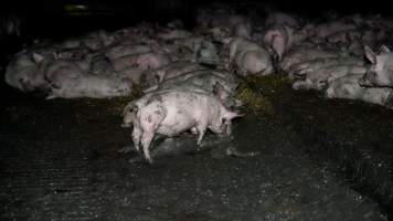 Dublin Piggery 2025 - In June 2025, investigators, acting on information from a member of the public, captured footage inside Andgar piggery in Dublin, South Australia.
The footage shows pigs living alongside the decomposing bodies of hundreds of dead pigs, with some becoming stuck in a giant pile of corpses.
Other footage from the same piggery shows pigs in 'eco sheds' on the property, which are sheds with two or three walls, with at least one side open to the elements. The pigs in these sheds are seen wading through mud and waste, which is often so deep that they are forced to swim. Some pigs had drowned in these sheds, likely after becoming stuck.
Pigs were filmed with massive, necrotic wounds where infection had eaten through skin down to the bone. One pig had a hole in their back that was roughly 10cm in diameter and packed with straw, mud and faeces. Piglets were also found living amongst the dead and rotting bodies of their littermates.
These visits took place over a month after this farm had been reported to the RSPCA by a member of the public, who was so horrified by the conditions that they knew they had to act.
- Captured at Dublin Piggery, Dublin SA Australia.