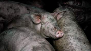 Dublin Piggery 2025 - In June 2025, investigators, acting on information from a member of the public, captured footage inside Andgar piggery in Dublin, South Australia.
The footage shows pigs living alongside the decomposing bodies of hundreds of dead pigs, with some becoming stuck in a giant pile of corpses.
Other footage from the same piggery shows pigs in 'eco sheds' on the property, which are sheds with two or three walls, with at least one side open to the elements. The pigs in these sheds are seen wading through mud and waste, which is often so deep that they are forced to swim. Some pigs had drowned in these sheds, likely after becoming stuck.
Pigs were filmed with massive, necrotic wounds where infection had eaten through skin down to the bone. One pig had a hole in their back that was roughly 10cm in diameter and packed with straw, mud and faeces. Piglets were also found living amongst the dead and rotting bodies of their littermates.
These visits took place over a month after this farm had been reported to the RSPCA by a member of the public, who was so horrified by the conditions that they knew they had to act.
- Captured at Dublin Piggery, Dublin SA Australia.