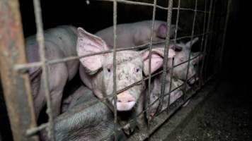 Dublin Piggery 2025 - In June 2025, investigators, acting on information from a member of the public, captured footage inside Andgar piggery in Dublin, South Australia.
The footage shows pigs living alongside the decomposing bodies of hundreds of dead pigs, with some becoming stuck in a giant pile of corpses.
Other footage from the same piggery shows pigs in 'eco sheds' on the property, which are sheds with two or three walls, with at least one side open to the elements. The pigs in these sheds are seen wading through mud and waste, which is often so deep that they are forced to swim. Some pigs had drowned in these sheds, likely after becoming stuck.
Pigs were filmed with massive, necrotic wounds where infection had eaten through skin down to the bone. One pig had a hole in their back that was roughly 10cm in diameter and packed with straw, mud and faeces. Piglets were also found living amongst the dead and rotting bodies of their littermates.
These visits took place over a month after this farm had been reported to the RSPCA by a member of the public, who was so horrified by the conditions that they knew they had to act.
- Captured at Andgar Piggery, Dublin SA Australia.