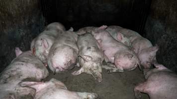 Dublin Piggery 2025 - In June 2025, investigators, acting on information from a member of the public, captured footage inside Andgar piggery in Dublin, South Australia.
The footage shows pigs living alongside the decomposing bodies of hundreds of dead pigs, with some becoming stuck in a giant pile of corpses.
Other footage from the same piggery shows pigs in 'eco sheds' on the property, which are sheds with two or three walls, with at least one side open to the elements. The pigs in these sheds are seen wading through mud and waste, which is often so deep that they are forced to swim. Some pigs had drowned in these sheds, likely after becoming stuck.
Pigs were filmed with massive, necrotic wounds where infection had eaten through skin down to the bone. One pig had a hole in their back that was roughly 10cm in diameter and packed with straw, mud and faeces. Piglets were also found living amongst the dead and rotting bodies of their littermates.
These visits took place over a month after this farm had been reported to the RSPCA by a member of the public, who was so horrified by the conditions that they knew they had to act.
- Captured at Dublin Piggery, Dublin SA Australia.