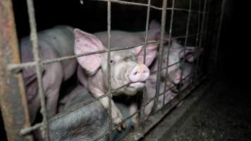 Dublin Piggery 2025 - In June 2025, investigators, acting on information from a member of the public, captured footage inside Andgar piggery in Dublin, South Australia.
The footage shows pigs living alongside the decomposing bodies of hundreds of dead pigs, with some becoming stuck in a giant pile of corpses.
Other footage from the same piggery shows pigs in 'eco sheds' on the property, which are sheds with two or three walls, with at least one side open to the elements. The pigs in these sheds are seen wading through mud and waste, which is often so deep that they are forced to swim. Some pigs had drowned in these sheds, likely after becoming stuck.
Pigs were filmed with massive, necrotic wounds where infection had eaten through skin down to the bone. One pig had a hole in their back that was roughly 10cm in diameter and packed with straw, mud and faeces. Piglets were also found living amongst the dead and rotting bodies of their littermates.
These visits took place over a month after this farm had been reported to the RSPCA by a member of the public, who was so horrified by the conditions that they knew they had to act.
- Captured at Dublin Piggery, Dublin SA Australia.