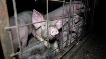 Dublin Piggery 2025 - In June 2025, investigators, acting on information from a member of the public, captured footage inside Andgar piggery in Dublin, South Australia.
The footage shows pigs living alongside the decomposing bodies of hundreds of dead pigs, with some becoming stuck in a giant pile of corpses.
Other footage from the same piggery shows pigs in 'eco sheds' on the property, which are sheds with two or three walls, with at least one side open to the elements. The pigs in these sheds are seen wading through mud and waste, which is often so deep that they are forced to swim. Some pigs had drowned in these sheds, likely after becoming stuck.
Pigs were filmed with massive, necrotic wounds where infection had eaten through skin down to the bone. One pig had a hole in their back that was roughly 10cm in diameter and packed with straw, mud and faeces. Piglets were also found living amongst the dead and rotting bodies of their littermates.
These visits took place over a month after this farm had been reported to the RSPCA by a member of the public, who was so horrified by the conditions that they knew they had to act.
- Captured at Dublin Piggery, Dublin SA Australia.