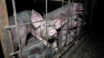 Dublin Piggery 2025 - In June 2025, investigators, acting on information from a member of the public, captured footage inside Andgar piggery in Dublin, South Australia.
The footage shows pigs living alongside the decomposing bodies of hundreds of dead pigs, with some becoming stuck in a giant pile of corpses.
Other footage from the same piggery shows pigs in 'eco sheds' on the property, which are sheds with two or three walls, with at least one side open to the elements. The pigs in these sheds are seen wading through mud and waste, which is often so deep that they are forced to swim. Some pigs had drowned in these sheds, likely after becoming stuck.
Pigs were filmed with massive, necrotic wounds where infection had eaten through skin down to the bone. One pig had a hole in their back that was roughly 10cm in diameter and packed with straw, mud and faeces. Piglets were also found living amongst the dead and rotting bodies of their littermates.
These visits took place over a month after this farm had been reported to the RSPCA by a member of the public, who was so horrified by the conditions that they knew they had to act.
- Captured at Dublin Piggery, Dublin SA Australia.