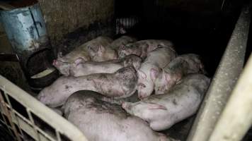 Dublin Piggery 2025 - In June 2025, investigators, acting on information from a member of the public, captured footage inside Andgar piggery in Dublin, South Australia.
The footage shows pigs living alongside the decomposing bodies of hundreds of dead pigs, with some becoming stuck in a giant pile of corpses.
Other footage from the same piggery shows pigs in 'eco sheds' on the property, which are sheds with two or three walls, with at least one side open to the elements. The pigs in these sheds are seen wading through mud and waste, which is often so deep that they are forced to swim. Some pigs had drowned in these sheds, likely after becoming stuck.
Pigs were filmed with massive, necrotic wounds where infection had eaten through skin down to the bone. One pig had a hole in their back that was roughly 10cm in diameter and packed with straw, mud and faeces. Piglets were also found living amongst the dead and rotting bodies of their littermates.
These visits took place over a month after this farm had been reported to the RSPCA by a member of the public, who was so horrified by the conditions that they knew they had to act.
- Captured at Dublin Piggery, Dublin SA Australia.