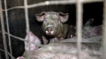 Dublin Piggery 2025 - In June 2025, investigators, acting on information from a member of the public, captured footage inside Andgar piggery in Dublin, South Australia.
The footage shows pigs living alongside the decomposing bodies of hundreds of dead pigs, with some becoming stuck in a giant pile of corpses.
Other footage from the same piggery shows pigs in 'eco sheds' on the property, which are sheds with two or three walls, with at least one side open to the elements. The pigs in these sheds are seen wading through mud and waste, which is often so deep that they are forced to swim. Some pigs had drowned in these sheds, likely after becoming stuck.
Pigs were filmed with massive, necrotic wounds where infection had eaten through skin down to the bone. One pig had a hole in their back that was roughly 10cm in diameter and packed with straw, mud and faeces. Piglets were also found living amongst the dead and rotting bodies of their littermates.
These visits took place over a month after this farm had been reported to the RSPCA by a member of the public, who was so horrified by the conditions that they knew they had to act.
- Captured at Dublin Piggery, Dublin SA Australia.