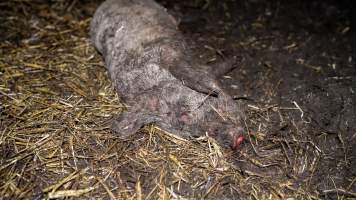 Dublin Piggery 2025 - In June 2025, investigators, acting on information from a member of the public, captured footage inside Andgar piggery in Dublin, South Australia.
The footage shows pigs living alongside the decomposing bodies of hundreds of dead pigs, with some becoming stuck in a giant pile of corpses.
Other footage from the same piggery shows pigs in 'eco sheds' on the property, which are sheds with two or three walls, with at least one side open to the elements. The pigs in these sheds are seen wading through mud and waste, which is often so deep that they are forced to swim. Some pigs had drowned in these sheds, likely after becoming stuck.
Pigs were filmed with massive, necrotic wounds where infection had eaten through skin down to the bone. One pig had a hole in their back that was roughly 10cm in diameter and packed with straw, mud and faeces. Piglets were also found living amongst the dead and rotting bodies of their littermates.
These visits took place over a month after this farm had been reported to the RSPCA by a member of the public, who was so horrified by the conditions that they knew they had to act.
- Captured at Dublin Piggery, Dublin SA Australia.