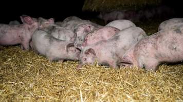 Dublin Piggery 2025 - In June 2025, investigators, acting on information from a member of the public, captured footage inside Andgar piggery in Dublin, South Australia.
The footage shows pigs living alongside the decomposing bodies of hundreds of dead pigs, with some becoming stuck in a giant pile of corpses.
Other footage from the same piggery shows pigs in 'eco sheds' on the property, which are sheds with two or three walls, with at least one side open to the elements. The pigs in these sheds are seen wading through mud and waste, which is often so deep that they are forced to swim. Some pigs had drowned in these sheds, likely after becoming stuck.
Pigs were filmed with massive, necrotic wounds where infection had eaten through skin down to the bone. One pig had a hole in their back that was roughly 10cm in diameter and packed with straw, mud and faeces. Piglets were also found living amongst the dead and rotting bodies of their littermates.
These visits took place over a month after this farm had been reported to the RSPCA by a member of the public, who was so horrified by the conditions that they knew they had to act.
- Captured at Dublin Piggery, Dublin SA Australia.