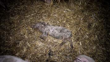 Dublin Piggery 2025 - In June 2025, investigators, acting on information from a member of the public, captured footage inside Andgar piggery in Dublin, South Australia.
The footage shows pigs living alongside the decomposing bodies of hundreds of dead pigs, with some becoming stuck in a giant pile of corpses.
Other footage from the same piggery shows pigs in 'eco sheds' on the property, which are sheds with two or three walls, with at least one side open to the elements. The pigs in these sheds are seen wading through mud and waste, which is often so deep that they are forced to swim. Some pigs had drowned in these sheds, likely after becoming stuck.
Pigs were filmed with massive, necrotic wounds where infection had eaten through skin down to the bone. One pig had a hole in their back that was roughly 10cm in diameter and packed with straw, mud and faeces. Piglets were also found living amongst the dead and rotting bodies of their littermates.
These visits took place over a month after this farm had been reported to the RSPCA by a member of the public, who was so horrified by the conditions that they knew they had to act.
- Captured at Dublin Piggery, Dublin SA Australia.