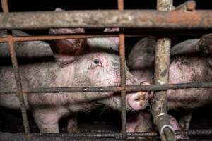 Dublin Piggery 2025 - In June 2025, investigators, acting on information from a member of the public, captured footage inside Andgar piggery in Dublin, South Australia.
The footage shows pigs living alongside the decomposing bodies of hundreds of dead pigs, with some becoming stuck in a giant pile of corpses.
Other footage from the same piggery shows pigs in 'eco sheds' on the property, which are sheds with two or three walls, with at least one side open to the elements. The pigs in these sheds are seen wading through mud and waste, which is often so deep that they are forced to swim. Some pigs had drowned in these sheds, likely after becoming stuck.
Pigs were filmed with massive, necrotic wounds where infection had eaten through skin down to the bone. One pig had a hole in their back that was roughly 10cm in diameter and packed with straw, mud and faeces. Piglets were also found living amongst the dead and rotting bodies of their littermates.
These visits took place over a month after this farm had been reported to the RSPCA by a member of the public, who was so horrified by the conditions that they knew they had to act.
- Captured at Dublin Piggery, Dublin SA Australia.