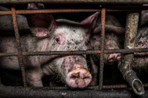 Dublin Piggery 2025 - In June 2025, investigators, acting on information from a member of the public, captured footage inside Andgar piggery in Dublin, South Australia. 

The footage shows pigs living alongside the decomposing bodies of hundreds of dead pigs, with some becoming stuck in a giant pile of corpses. 

Other footage from the same piggery shows pigs in 'eco sheds' on the property, which are sheds with two or three walls, with at least one side open to the elements. The pigs in these sheds are seen wading through mud and waste, which is often so deep that they are forced to swim. Some pigs had drowned in these sheds, likely after becoming stuck. 

Pigs were filmed with massive, necrotic wounds where infection had eaten through skin down to the bone. One pig had a hole in their back that was roughly 10cm in diameter and packed with straw, mud and faeces. Piglets were also found living amongst the dead and rotting bodies of their littermates.

These visits took place over a month after this farm had been reported to the RSPCA by a member of the public, who was so horrified by the conditions that they knew they had to act. 
 - Captured at Dublin Piggery, Dublin SA Australia.