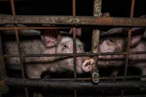 Dublin Piggery 2025 - In June 2025, investigators, acting on information from a member of the public, captured footage inside Andgar piggery in Dublin, South Australia.
The footage shows pigs living alongside the decomposing bodies of hundreds of dead pigs, with some becoming stuck in a giant pile of corpses.
Other footage from the same piggery shows pigs in 'eco sheds' on the property, which are sheds with two or three walls, with at least one side open to the elements. The pigs in these sheds are seen wading through mud and waste, which is often so deep that they are forced to swim. Some pigs had drowned in these sheds, likely after becoming stuck.
Pigs were filmed with massive, necrotic wounds where infection had eaten through skin down to the bone. One pig had a hole in their back that was roughly 10cm in diameter and packed with straw, mud and faeces. Piglets were also found living amongst the dead and rotting bodies of their littermates.
These visits took place over a month after this farm had been reported to the RSPCA by a member of the public, who was so horrified by the conditions that they knew they had to act.
- Captured at Dublin Piggery, Dublin SA Australia.