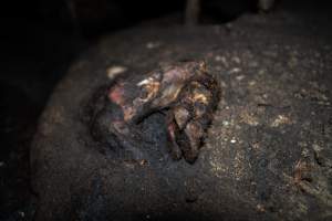 Dublin Piggery 2025 - In June 2025, investigators, acting on information from a member of the public, captured footage inside Andgar piggery in Dublin, South Australia.
The footage shows pigs living alongside the decomposing bodies of hundreds of dead pigs, with some becoming stuck in a giant pile of corpses.
Other footage from the same piggery shows pigs in 'eco sheds' on the property, which are sheds with two or three walls, with at least one side open to the elements. The pigs in these sheds are seen wading through mud and waste, which is often so deep that they are forced to swim. Some pigs had drowned in these sheds, likely after becoming stuck.
Pigs were filmed with massive, necrotic wounds where infection had eaten through skin down to the bone. One pig had a hole in their back that was roughly 10cm in diameter and packed with straw, mud and faeces. Piglets were also found living amongst the dead and rotting bodies of their littermates.
These visits took place over a month after this farm had been reported to the RSPCA by a member of the public, who was so horrified by the conditions that they knew they had to act.
- Captured at Andgar Piggery, Dublin SA Australia.