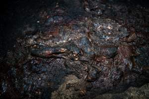 Dublin Piggery 2025 - In June 2025, investigators, acting on information from a member of the public, captured footage inside Andgar piggery in Dublin, South Australia.
The footage shows pigs living alongside the decomposing bodies of hundreds of dead pigs, with some becoming stuck in a giant pile of corpses.
Other footage from the same piggery shows pigs in 'eco sheds' on the property, which are sheds with two or three walls, with at least one side open to the elements. The pigs in these sheds are seen wading through mud and waste, which is often so deep that they are forced to swim. Some pigs had drowned in these sheds, likely after becoming stuck.
Pigs were filmed with massive, necrotic wounds where infection had eaten through skin down to the bone. One pig had a hole in their back that was roughly 10cm in diameter and packed with straw, mud and faeces. Piglets were also found living amongst the dead and rotting bodies of their littermates.
These visits took place over a month after this farm had been reported to the RSPCA by a member of the public, who was so horrified by the conditions that they knew they had to act.
- Captured at Dublin Piggery, Dublin SA Australia.