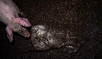 Dublin Piggery 2025 - In June 2025, investigators, acting on information from a member of the public, captured footage inside Andgar piggery in Dublin, South Australia.
The footage shows pigs living alongside the decomposing bodies of hundreds of dead pigs, with some becoming stuck in a giant pile of corpses.
Other footage from the same piggery shows pigs in 'eco sheds' on the property, which are sheds with two or three walls, with at least one side open to the elements. The pigs in these sheds are seen wading through mud and waste, which is often so deep that they are forced to swim. Some pigs had drowned in these sheds, likely after becoming stuck.
Pigs were filmed with massive, necrotic wounds where infection had eaten through skin down to the bone. One pig had a hole in their back that was roughly 10cm in diameter and packed with straw, mud and faeces. Piglets were also found living amongst the dead and rotting bodies of their littermates.
These visits took place over a month after this farm had been reported to the RSPCA by a member of the public, who was so horrified by the conditions that they knew they had to act.
- Captured at Dublin Piggery, Dublin SA Australia.