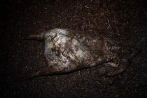 Dublin Piggery 2025 - In June 2025, investigators, acting on information from a member of the public, captured footage inside Andgar piggery in Dublin, South Australia.
The footage shows pigs living alongside the decomposing bodies of hundreds of dead pigs, with some becoming stuck in a giant pile of corpses.
Other footage from the same piggery shows pigs in 'eco sheds' on the property, which are sheds with two or three walls, with at least one side open to the elements. The pigs in these sheds are seen wading through mud and waste, which is often so deep that they are forced to swim. Some pigs had drowned in these sheds, likely after becoming stuck.
Pigs were filmed with massive, necrotic wounds where infection had eaten through skin down to the bone. One pig had a hole in their back that was roughly 10cm in diameter and packed with straw, mud and faeces. Piglets were also found living amongst the dead and rotting bodies of their littermates.
These visits took place over a month after this farm had been reported to the RSPCA by a member of the public, who was so horrified by the conditions that they knew they had to act.
- Captured at Dublin Piggery, Dublin SA Australia.
