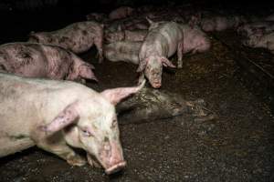 Dublin Piggery 2025 - In June 2025, investigators, acting on information from a member of the public, captured footage inside Andgar piggery in Dublin, South Australia.
The footage shows pigs living alongside the decomposing bodies of hundreds of dead pigs, with some becoming stuck in a giant pile of corpses.
Other footage from the same piggery shows pigs in 'eco sheds' on the property, which are sheds with two or three walls, with at least one side open to the elements. The pigs in these sheds are seen wading through mud and waste, which is often so deep that they are forced to swim. Some pigs had drowned in these sheds, likely after becoming stuck.
Pigs were filmed with massive, necrotic wounds where infection had eaten through skin down to the bone. One pig had a hole in their back that was roughly 10cm in diameter and packed with straw, mud and faeces. Piglets were also found living amongst the dead and rotting bodies of their littermates.
These visits took place over a month after this farm had been reported to the RSPCA by a member of the public, who was so horrified by the conditions that they knew they had to act.
- Captured at Dublin Piggery, Dublin SA Australia.