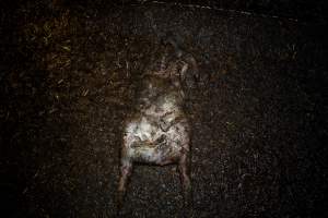 Dublin Piggery 2025 - In June 2025, investigators, acting on information from a member of the public, captured footage inside Andgar piggery in Dublin, South Australia. 

The footage shows pigs living alongside the decomposing bodies of hundreds of dead pigs, with some becoming stuck in a giant pile of corpses. 

Other footage from the same piggery shows pigs in 'eco sheds' on the property, which are sheds with two or three walls, with at least one side open to the elements. The pigs in these sheds are seen wading through mud and waste, which is often so deep that they are forced to swim. Some pigs had drowned in these sheds, likely after becoming stuck. 

Pigs were filmed with massive, necrotic wounds where infection had eaten through skin down to the bone. One pig had a hole in their back that was roughly 10cm in diameter and packed with straw, mud and faeces. Piglets were also found living amongst the dead and rotting bodies of their littermates.

These visits took place over a month after this farm had been reported to the RSPCA by a member of the public, who was so horrified by the conditions that they knew they had to act. 
 - Captured at Dublin Piggery, Dublin SA Australia.