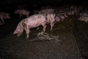 Dublin Piggery 2025 - In June 2025, investigators, acting on information from a member of the public, captured footage inside Andgar piggery in Dublin, South Australia.
The footage shows pigs living alongside the decomposing bodies of hundreds of dead pigs, with some becoming stuck in a giant pile of corpses.
Other footage from the same piggery shows pigs in 'eco sheds' on the property, which are sheds with two or three walls, with at least one side open to the elements. The pigs in these sheds are seen wading through mud and waste, which is often so deep that they are forced to swim. Some pigs had drowned in these sheds, likely after becoming stuck.
Pigs were filmed with massive, necrotic wounds where infection had eaten through skin down to the bone. One pig had a hole in their back that was roughly 10cm in diameter and packed with straw, mud and faeces. Piglets were also found living amongst the dead and rotting bodies of their littermates.
These visits took place over a month after this farm had been reported to the RSPCA by a member of the public, who was so horrified by the conditions that they knew they had to act.
- Captured at Dublin Piggery, Dublin SA Australia.