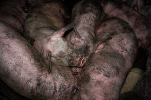 Dublin Piggery 2025 - In June 2025, investigators, acting on information from a member of the public, captured footage inside Andgar piggery in Dublin, South Australia.
The footage shows pigs living alongside the decomposing bodies of hundreds of dead pigs, with some becoming stuck in a giant pile of corpses.
Other footage from the same piggery shows pigs in 'eco sheds' on the property, which are sheds with two or three walls, with at least one side open to the elements. The pigs in these sheds are seen wading through mud and waste, which is often so deep that they are forced to swim. Some pigs had drowned in these sheds, likely after becoming stuck.
Pigs were filmed with massive, necrotic wounds where infection had eaten through skin down to the bone. One pig had a hole in their back that was roughly 10cm in diameter and packed with straw, mud and faeces. Piglets were also found living amongst the dead and rotting bodies of their littermates.
These visits took place over a month after this farm had been reported to the RSPCA by a member of the public, who was so horrified by the conditions that they knew they had to act.
- Captured at Dublin Piggery, Dublin SA Australia.