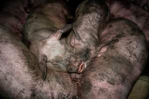 Dublin Piggery 2025 - In June 2025, investigators, acting on information from a member of the public, captured footage inside Andgar piggery in Dublin, South Australia.
The footage shows pigs living alongside the decomposing bodies of hundreds of dead pigs, with some becoming stuck in a giant pile of corpses.
Other footage from the same piggery shows pigs in 'eco sheds' on the property, which are sheds with two or three walls, with at least one side open to the elements. The pigs in these sheds are seen wading through mud and waste, which is often so deep that they are forced to swim. Some pigs had drowned in these sheds, likely after becoming stuck.
Pigs were filmed with massive, necrotic wounds where infection had eaten through skin down to the bone. One pig had a hole in their back that was roughly 10cm in diameter and packed with straw, mud and faeces. Piglets were also found living amongst the dead and rotting bodies of their littermates.
These visits took place over a month after this farm had been reported to the RSPCA by a member of the public, who was so horrified by the conditions that they knew they had to act.
- Captured at Dublin Piggery, Dublin SA Australia.