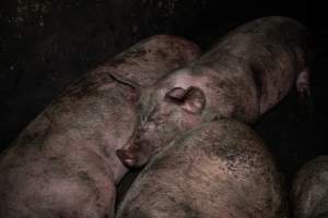 Dublin Piggery 2025 - In June 2025, investigators, acting on information from a member of the public, captured footage inside Andgar piggery in Dublin, South Australia.
The footage shows pigs living alongside the decomposing bodies of hundreds of dead pigs, with some becoming stuck in a giant pile of corpses.
Other footage from the same piggery shows pigs in 'eco sheds' on the property, which are sheds with two or three walls, with at least one side open to the elements. The pigs in these sheds are seen wading through mud and waste, which is often so deep that they are forced to swim. Some pigs had drowned in these sheds, likely after becoming stuck.
Pigs were filmed with massive, necrotic wounds where infection had eaten through skin down to the bone. One pig had a hole in their back that was roughly 10cm in diameter and packed with straw, mud and faeces. Piglets were also found living amongst the dead and rotting bodies of their littermates.
These visits took place over a month after this farm had been reported to the RSPCA by a member of the public, who was so horrified by the conditions that they knew they had to act.
- Captured at Dublin Piggery, Dublin SA Australia.