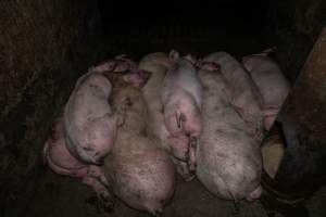 Dublin Piggery 2025 - In June 2025, investigators, acting on information from a member of the public, captured footage inside Andgar piggery in Dublin, South Australia.
The footage shows pigs living alongside the decomposing bodies of hundreds of dead pigs, with some becoming stuck in a giant pile of corpses.
Other footage from the same piggery shows pigs in 'eco sheds' on the property, which are sheds with two or three walls, with at least one side open to the elements. The pigs in these sheds are seen wading through mud and waste, which is often so deep that they are forced to swim. Some pigs had drowned in these sheds, likely after becoming stuck.
Pigs were filmed with massive, necrotic wounds where infection had eaten through skin down to the bone. One pig had a hole in their back that was roughly 10cm in diameter and packed with straw, mud and faeces. Piglets were also found living amongst the dead and rotting bodies of their littermates.
These visits took place over a month after this farm had been reported to the RSPCA by a member of the public, who was so horrified by the conditions that they knew they had to act.
- Captured at Dublin Piggery, Dublin SA Australia.