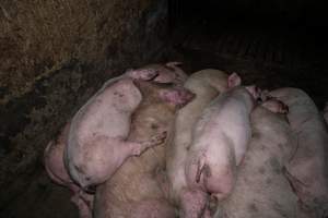 Dublin Piggery 2025 - In June 2025, investigators, acting on information from a member of the public, captured footage inside Andgar piggery in Dublin, South Australia.
The footage shows pigs living alongside the decomposing bodies of hundreds of dead pigs, with some becoming stuck in a giant pile of corpses.
Other footage from the same piggery shows pigs in 'eco sheds' on the property, which are sheds with two or three walls, with at least one side open to the elements. The pigs in these sheds are seen wading through mud and waste, which is often so deep that they are forced to swim. Some pigs had drowned in these sheds, likely after becoming stuck.
Pigs were filmed with massive, necrotic wounds where infection had eaten through skin down to the bone. One pig had a hole in their back that was roughly 10cm in diameter and packed with straw, mud and faeces. Piglets were also found living amongst the dead and rotting bodies of their littermates.
These visits took place over a month after this farm had been reported to the RSPCA by a member of the public, who was so horrified by the conditions that they knew they had to act.
- Captured at Dublin Piggery, Dublin SA Australia.