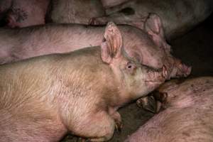 Dublin Piggery 2025 - In June 2025, investigators, acting on information from a member of the public, captured footage inside Andgar piggery in Dublin, South Australia.
The footage shows pigs living alongside the decomposing bodies of hundreds of dead pigs, with some becoming stuck in a giant pile of corpses.
Other footage from the same piggery shows pigs in 'eco sheds' on the property, which are sheds with two or three walls, with at least one side open to the elements. The pigs in these sheds are seen wading through mud and waste, which is often so deep that they are forced to swim. Some pigs had drowned in these sheds, likely after becoming stuck.
Pigs were filmed with massive, necrotic wounds where infection had eaten through skin down to the bone. One pig had a hole in their back that was roughly 10cm in diameter and packed with straw, mud and faeces. Piglets were also found living amongst the dead and rotting bodies of their littermates.
These visits took place over a month after this farm had been reported to the RSPCA by a member of the public, who was so horrified by the conditions that they knew they had to act.
- Captured at Dublin Piggery, Dublin SA Australia.