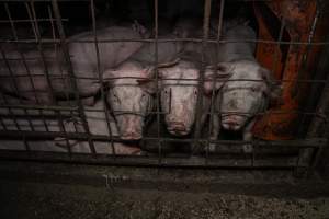 Dublin Piggery 2025 - In June 2025, investigators, acting on information from a member of the public, captured footage inside Andgar piggery in Dublin, South Australia.
The footage shows pigs living alongside the decomposing bodies of hundreds of dead pigs, with some becoming stuck in a giant pile of corpses.
Other footage from the same piggery shows pigs in 'eco sheds' on the property, which are sheds with two or three walls, with at least one side open to the elements. The pigs in these sheds are seen wading through mud and waste, which is often so deep that they are forced to swim. Some pigs had drowned in these sheds, likely after becoming stuck.
Pigs were filmed with massive, necrotic wounds where infection had eaten through skin down to the bone. One pig had a hole in their back that was roughly 10cm in diameter and packed with straw, mud and faeces. Piglets were also found living amongst the dead and rotting bodies of their littermates.
These visits took place over a month after this farm had been reported to the RSPCA by a member of the public, who was so horrified by the conditions that they knew they had to act.
- Captured at Dublin Piggery, Dublin SA Australia.