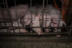 Dublin Piggery 2025 - In June 2025, investigators, acting on information from a member of the public, captured footage inside Andgar piggery in Dublin, South Australia.
The footage shows pigs living alongside the decomposing bodies of hundreds of dead pigs, with some becoming stuck in a giant pile of corpses.
Other footage from the same piggery shows pigs in 'eco sheds' on the property, which are sheds with two or three walls, with at least one side open to the elements. The pigs in these sheds are seen wading through mud and waste, which is often so deep that they are forced to swim. Some pigs had drowned in these sheds, likely after becoming stuck.
Pigs were filmed with massive, necrotic wounds where infection had eaten through skin down to the bone. One pig had a hole in their back that was roughly 10cm in diameter and packed with straw, mud and faeces. Piglets were also found living amongst the dead and rotting bodies of their littermates.
These visits took place over a month after this farm had been reported to the RSPCA by a member of the public, who was so horrified by the conditions that they knew they had to act.
- Captured at Dublin Piggery, Dublin SA Australia.
