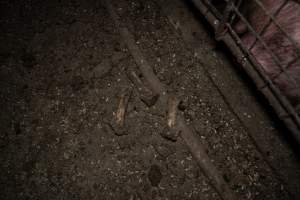 Dublin Piggery 2025 - In June 2025, investigators, acting on information from a member of the public, captured footage inside Andgar piggery in Dublin, South Australia.
The footage shows pigs living alongside the decomposing bodies of hundreds of dead pigs, with some becoming stuck in a giant pile of corpses.
Other footage from the same piggery shows pigs in 'eco sheds' on the property, which are sheds with two or three walls, with at least one side open to the elements. The pigs in these sheds are seen wading through mud and waste, which is often so deep that they are forced to swim. Some pigs had drowned in these sheds, likely after becoming stuck.
Pigs were filmed with massive, necrotic wounds where infection had eaten through skin down to the bone. One pig had a hole in their back that was roughly 10cm in diameter and packed with straw, mud and faeces. Piglets were also found living amongst the dead and rotting bodies of their littermates.
These visits took place over a month after this farm had been reported to the RSPCA by a member of the public, who was so horrified by the conditions that they knew they had to act.
- Captured at Dublin Piggery, Dublin SA Australia.