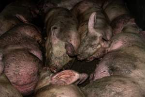 Dublin Piggery 2025 - In June 2025, investigators, acting on information from a member of the public, captured footage inside Andgar piggery in Dublin, South Australia.
The footage shows pigs living alongside the decomposing bodies of hundreds of dead pigs, with some becoming stuck in a giant pile of corpses.
Other footage from the same piggery shows pigs in 'eco sheds' on the property, which are sheds with two or three walls, with at least one side open to the elements. The pigs in these sheds are seen wading through mud and waste, which is often so deep that they are forced to swim. Some pigs had drowned in these sheds, likely after becoming stuck.
Pigs were filmed with massive, necrotic wounds where infection had eaten through skin down to the bone. One pig had a hole in their back that was roughly 10cm in diameter and packed with straw, mud and faeces. Piglets were also found living amongst the dead and rotting bodies of their littermates.
These visits took place over a month after this farm had been reported to the RSPCA by a member of the public, who was so horrified by the conditions that they knew they had to act.
- Captured at Dublin Piggery, Dublin SA Australia.