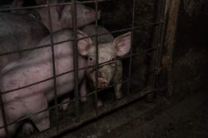 Dublin Piggery 2025 - In June 2025, investigators, acting on information from a member of the public, captured footage inside Andgar piggery in Dublin, South Australia.
The footage shows pigs living alongside the decomposing bodies of hundreds of dead pigs, with some becoming stuck in a giant pile of corpses.
Other footage from the same piggery shows pigs in 'eco sheds' on the property, which are sheds with two or three walls, with at least one side open to the elements. The pigs in these sheds are seen wading through mud and waste, which is often so deep that they are forced to swim. Some pigs had drowned in these sheds, likely after becoming stuck.
Pigs were filmed with massive, necrotic wounds where infection had eaten through skin down to the bone. One pig had a hole in their back that was roughly 10cm in diameter and packed with straw, mud and faeces. Piglets were also found living amongst the dead and rotting bodies of their littermates.
These visits took place over a month after this farm had been reported to the RSPCA by a member of the public, who was so horrified by the conditions that they knew they had to act.
- Captured at Dublin Piggery, Dublin SA Australia.