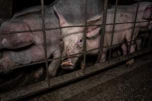Dublin Piggery 2025 - In June 2025, investigators, acting on information from a member of the public, captured footage inside Andgar piggery in Dublin, South Australia.
The footage shows pigs living alongside the decomposing bodies of hundreds of dead pigs, with some becoming stuck in a giant pile of corpses.
Other footage from the same piggery shows pigs in 'eco sheds' on the property, which are sheds with two or three walls, with at least one side open to the elements. The pigs in these sheds are seen wading through mud and waste, which is often so deep that they are forced to swim. Some pigs had drowned in these sheds, likely after becoming stuck.
Pigs were filmed with massive, necrotic wounds where infection had eaten through skin down to the bone. One pig had a hole in their back that was roughly 10cm in diameter and packed with straw, mud and faeces. Piglets were also found living amongst the dead and rotting bodies of their littermates.
These visits took place over a month after this farm had been reported to the RSPCA by a member of the public, who was so horrified by the conditions that they knew they had to act.
- Captured at Andgar Piggery, Dublin SA Australia.