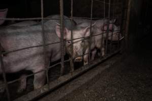 Dublin Piggery 2025 - In June 2025, investigators, acting on information from a member of the public, captured footage inside Andgar piggery in Dublin, South Australia.
The footage shows pigs living alongside the decomposing bodies of hundreds of dead pigs, with some becoming stuck in a giant pile of corpses.
Other footage from the same piggery shows pigs in 'eco sheds' on the property, which are sheds with two or three walls, with at least one side open to the elements. The pigs in these sheds are seen wading through mud and waste, which is often so deep that they are forced to swim. Some pigs had drowned in these sheds, likely after becoming stuck.
Pigs were filmed with massive, necrotic wounds where infection had eaten through skin down to the bone. One pig had a hole in their back that was roughly 10cm in diameter and packed with straw, mud and faeces. Piglets were also found living amongst the dead and rotting bodies of their littermates.
These visits took place over a month after this farm had been reported to the RSPCA by a member of the public, who was so horrified by the conditions that they knew they had to act.
- Captured at Dublin Piggery, Dublin SA Australia.