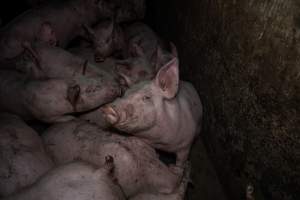 Dublin Piggery 2025 - In June 2025, investigators, acting on information from a member of the public, captured footage inside Andgar piggery in Dublin, South Australia.
The footage shows pigs living alongside the decomposing bodies of hundreds of dead pigs, with some becoming stuck in a giant pile of corpses.
Other footage from the same piggery shows pigs in 'eco sheds' on the property, which are sheds with two or three walls, with at least one side open to the elements. The pigs in these sheds are seen wading through mud and waste, which is often so deep that they are forced to swim. Some pigs had drowned in these sheds, likely after becoming stuck.
Pigs were filmed with massive, necrotic wounds where infection had eaten through skin down to the bone. One pig had a hole in their back that was roughly 10cm in diameter and packed with straw, mud and faeces. Piglets were also found living amongst the dead and rotting bodies of their littermates.
These visits took place over a month after this farm had been reported to the RSPCA by a member of the public, who was so horrified by the conditions that they knew they had to act.
- Captured at Dublin Piggery, Dublin SA Australia.