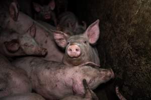 Dublin Piggery 2025 - In June 2025, investigators, acting on information from a member of the public, captured footage inside Andgar piggery in Dublin, South Australia.
The footage shows pigs living alongside the decomposing bodies of hundreds of dead pigs, with some becoming stuck in a giant pile of corpses.
Other footage from the same piggery shows pigs in 'eco sheds' on the property, which are sheds with two or three walls, with at least one side open to the elements. The pigs in these sheds are seen wading through mud and waste, which is often so deep that they are forced to swim. Some pigs had drowned in these sheds, likely after becoming stuck.
Pigs were filmed with massive, necrotic wounds where infection had eaten through skin down to the bone. One pig had a hole in their back that was roughly 10cm in diameter and packed with straw, mud and faeces. Piglets were also found living amongst the dead and rotting bodies of their littermates.
These visits took place over a month after this farm had been reported to the RSPCA by a member of the public, who was so horrified by the conditions that they knew they had to act.
- Captured at Dublin Piggery, Dublin SA Australia.