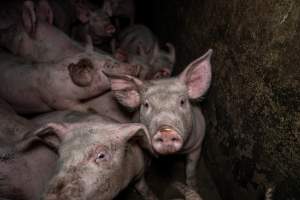 Dublin Piggery 2025 - In June 2025, investigators, acting on information from a member of the public, captured footage inside Andgar piggery in Dublin, South Australia. 

The footage shows pigs living alongside the decomposing bodies of hundreds of dead pigs, with some becoming stuck in a giant pile of corpses. 

Other footage from the same piggery shows pigs in 'eco sheds' on the property, which are sheds with two or three walls, with at least one side open to the elements. The pigs in these sheds are seen wading through mud and waste, which is often so deep that they are forced to swim. Some pigs had drowned in these sheds, likely after becoming stuck. 

Pigs were filmed with massive, necrotic wounds where infection had eaten through skin down to the bone. One pig had a hole in their back that was roughly 10cm in diameter and packed with straw, mud and faeces. Piglets were also found living amongst the dead and rotting bodies of their littermates.

These visits took place over a month after this farm had been reported to the RSPCA by a member of the public, who was so horrified by the conditions that they knew they had to act. 
 - Captured at Dublin Piggery, Dublin SA Australia.