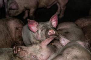Dublin Piggery 2025 - In June 2025, investigators, acting on information from a member of the public, captured footage inside Andgar piggery in Dublin, South Australia.
The footage shows pigs living alongside the decomposing bodies of hundreds of dead pigs, with some becoming stuck in a giant pile of corpses.
Other footage from the same piggery shows pigs in 'eco sheds' on the property, which are sheds with two or three walls, with at least one side open to the elements. The pigs in these sheds are seen wading through mud and waste, which is often so deep that they are forced to swim. Some pigs had drowned in these sheds, likely after becoming stuck.
Pigs were filmed with massive, necrotic wounds where infection had eaten through skin down to the bone. One pig had a hole in their back that was roughly 10cm in diameter and packed with straw, mud and faeces. Piglets were also found living amongst the dead and rotting bodies of their littermates.
These visits took place over a month after this farm had been reported to the RSPCA by a member of the public, who was so horrified by the conditions that they knew they had to act.
- Captured at Dublin Piggery, Dublin SA Australia.