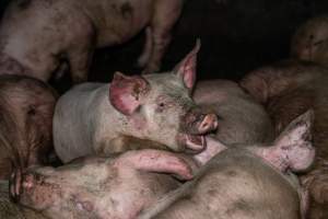 Dublin Piggery 2025 - In June 2025, investigators, acting on information from a member of the public, captured footage inside Andgar piggery in Dublin, South Australia.
The footage shows pigs living alongside the decomposing bodies of hundreds of dead pigs, with some becoming stuck in a giant pile of corpses.
Other footage from the same piggery shows pigs in 'eco sheds' on the property, which are sheds with two or three walls, with at least one side open to the elements. The pigs in these sheds are seen wading through mud and waste, which is often so deep that they are forced to swim. Some pigs had drowned in these sheds, likely after becoming stuck.
Pigs were filmed with massive, necrotic wounds where infection had eaten through skin down to the bone. One pig had a hole in their back that was roughly 10cm in diameter and packed with straw, mud and faeces. Piglets were also found living amongst the dead and rotting bodies of their littermates.
These visits took place over a month after this farm had been reported to the RSPCA by a member of the public, who was so horrified by the conditions that they knew they had to act.
- Captured at Dublin Piggery, Dublin SA Australia.