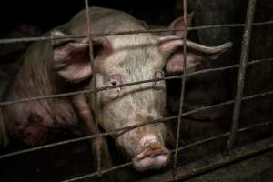 Dublin Piggery 2025 - In June 2025, investigators, acting on information from a member of the public, captured footage inside Andgar piggery in Dublin, South Australia.
The footage shows pigs living alongside the decomposing bodies of hundreds of dead pigs, with some becoming stuck in a giant pile of corpses.
Other footage from the same piggery shows pigs in 'eco sheds' on the property, which are sheds with two or three walls, with at least one side open to the elements. The pigs in these sheds are seen wading through mud and waste, which is often so deep that they are forced to swim. Some pigs had drowned in these sheds, likely after becoming stuck.
Pigs were filmed with massive, necrotic wounds where infection had eaten through skin down to the bone. One pig had a hole in their back that was roughly 10cm in diameter and packed with straw, mud and faeces. Piglets were also found living amongst the dead and rotting bodies of their littermates.
These visits took place over a month after this farm had been reported to the RSPCA by a member of the public, who was so horrified by the conditions that they knew they had to act.
- Captured at Dublin Piggery, Dublin SA Australia.