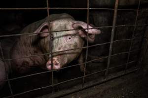 Dublin Piggery 2025 - In June 2025, investigators, acting on information from a member of the public, captured footage inside Andgar piggery in Dublin, South Australia. 

The footage shows pigs living alongside the decomposing bodies of hundreds of dead pigs, with some becoming stuck in a giant pile of corpses. 

Other footage from the same piggery shows pigs in 'eco sheds' on the property, which are sheds with two or three walls, with at least one side open to the elements. The pigs in these sheds are seen wading through mud and waste, which is often so deep that they are forced to swim. Some pigs had drowned in these sheds, likely after becoming stuck. 

Pigs were filmed with massive, necrotic wounds where infection had eaten through skin down to the bone. One pig had a hole in their back that was roughly 10cm in diameter and packed with straw, mud and faeces. Piglets were also found living amongst the dead and rotting bodies of their littermates.

These visits took place over a month after this farm had been reported to the RSPCA by a member of the public, who was so horrified by the conditions that they knew they had to act. 
 - Captured at Dublin Piggery, Dublin SA Australia.