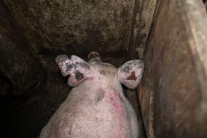 Dublin Piggery 2025 - In June 2025, investigators, acting on information from a member of the public, captured footage inside Andgar piggery in Dublin, South Australia.
The footage shows pigs living alongside the decomposing bodies of hundreds of dead pigs, with some becoming stuck in a giant pile of corpses.
Other footage from the same piggery shows pigs in 'eco sheds' on the property, which are sheds with two or three walls, with at least one side open to the elements. The pigs in these sheds are seen wading through mud and waste, which is often so deep that they are forced to swim. Some pigs had drowned in these sheds, likely after becoming stuck.
Pigs were filmed with massive, necrotic wounds where infection had eaten through skin down to the bone. One pig had a hole in their back that was roughly 10cm in diameter and packed with straw, mud and faeces. Piglets were also found living amongst the dead and rotting bodies of their littermates.
These visits took place over a month after this farm had been reported to the RSPCA by a member of the public, who was so horrified by the conditions that they knew they had to act.
- Captured at Dublin Piggery, Dublin SA Australia.